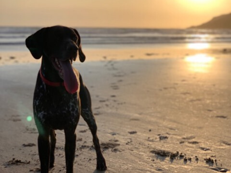 Self Catering Holiday Cottages On The Pembrokeshire Coast